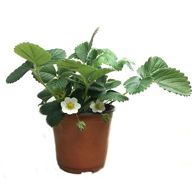 Four-season strawberry seedlings, creamy red strawberry seedlings, greenhouse planting strawberry potted plants, new seedlings with soil and fruit seedlings in the same year