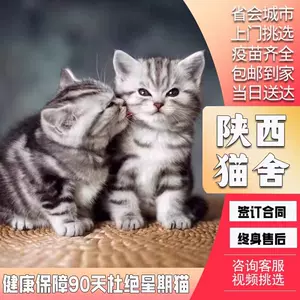 白猫猫咪猫- Top 100件白猫猫咪猫- 2023年7月更新- Taobao