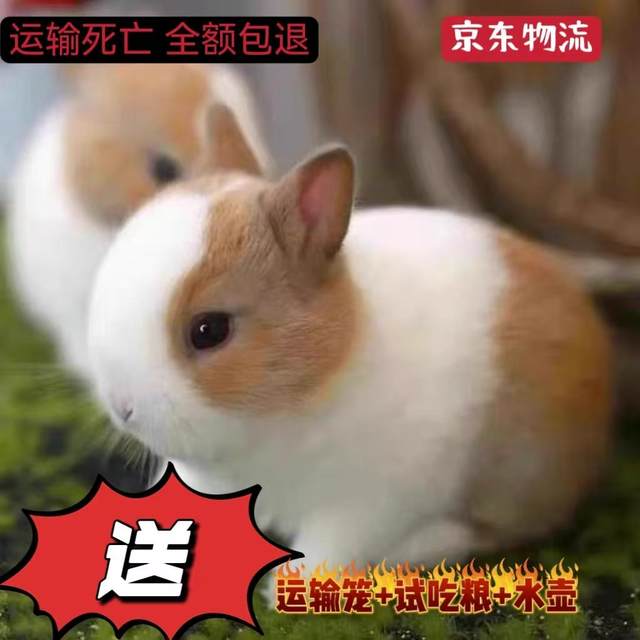 Pet rabbit live animal dwarf rabbit lop-eared rabbit teacup rabbit ...
