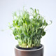 Sichuan Daweiwu pea tip seed pea seed sprout seeds hydroponic seeds seeds hydroponic seeds planting in autumn
