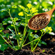 Coriander seeds, delicious, big leaf coriander seeds, old varieties, balcony vegetables, farmhouse small leaf vegetable seeds