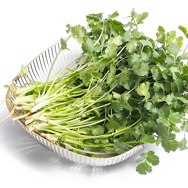 Coriander seeds, four seasons, vegetable seeds, garden planting, farmhouse small leaf coriander seeds high yield