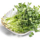 Coriander seeds, four seasons, vegetable seeds, garden planting, farmhouse small leaf coriander seeds high yield