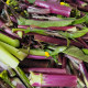 
Selected fresh vegetables red cabbage moss seaweed farm specialty red cabbage heart green vegetable red rapeseed seeds