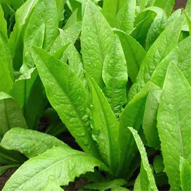 Oily wheat seeds with large leaves and heat resistance in all seasons farmhouse balcony potted plant spring oily wheat seeds