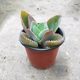 Phoenix succulents wide-leaf Phoenix potted lace princess large leaves fall to the ground and take root, heat-resistant and easy to maintain