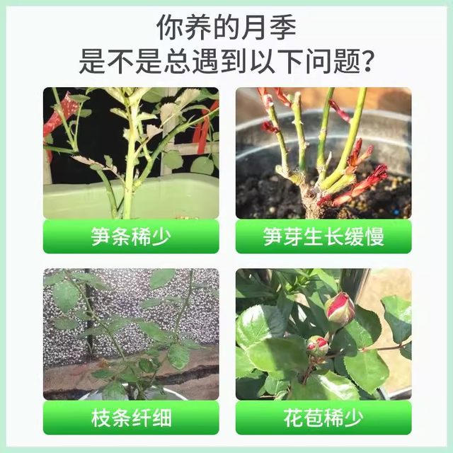Rose Bamboo Shoot Fertilizer Rose Flower Special Potted Home Gardening Nitrogen Phosphorus Potassium Fertilizer Flowers