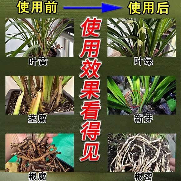 Special nutrient solution for orchid multi-flare and explosive sprouts, butterfly orchid multi-sword king orchid king orchid nutrient solution fertilizer gardening store