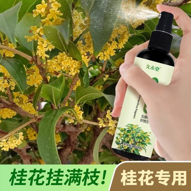 Osmanthus tree special fertilizer nutrient solution home maintenance first aid gardening yellow leaves dead leaves compound fertilizer to grow flowers and promote flowers