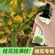 Osmanthus tree special fertilizer nutrient solution home maintenance first aid gardening yellow leaves dead leaves compound fertilizer to grow flowers and promote flowers