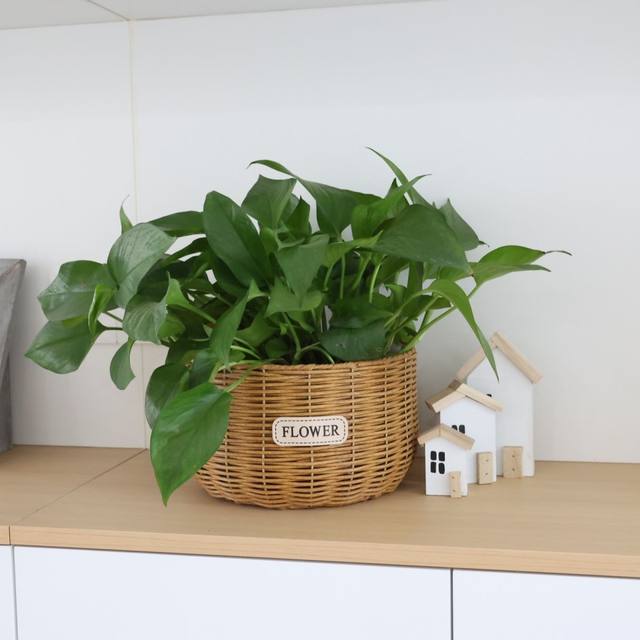 Imitation rattan straw flower basket, green radish, butterfly orchid, living room display, storage basket, flower arrangement, green plant gardening, floor-standing flower pot