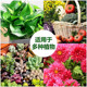 Plant nutrition solution universal home -cultivated flowers green spiny green plants, succulent potted potted fortune tree liquid fertilizer
