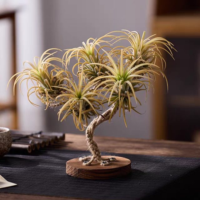 
Air pineapple creative potted Christmas tree shape soilless plant home decoration desktop ornaments customizable gifts