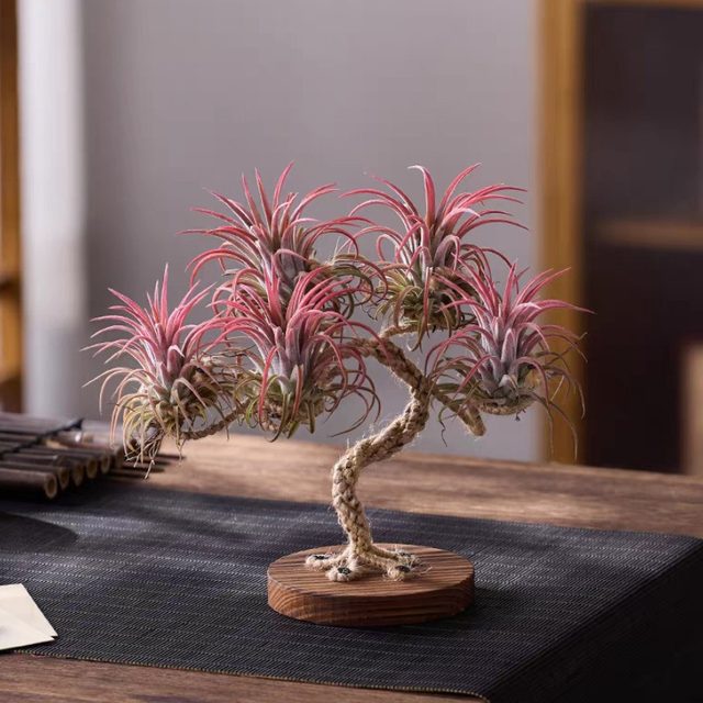 
Air pineapple creative potted Christmas tree shape soilless plant home decoration desktop ornaments customizable gifts