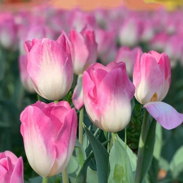 Imported tulip balls hydroponic flowers and plants bloom all seasons seeds indoor pots and seedlings water to keep them alive
