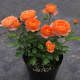 Juice balcony rose flower seedlings blossom rose seedlings four seasons potted flowers climbing plants vine rose green plants