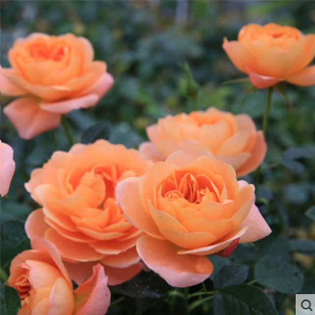 Juice balcony rose flower seedlings blossom rose seedlings four seasons potted flowers climbing plants vine rose green plants