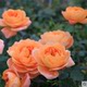 Juice balcony rose flower seedlings blossom rose seedlings four seasons potted flowers climbing plants vine rose green plants
