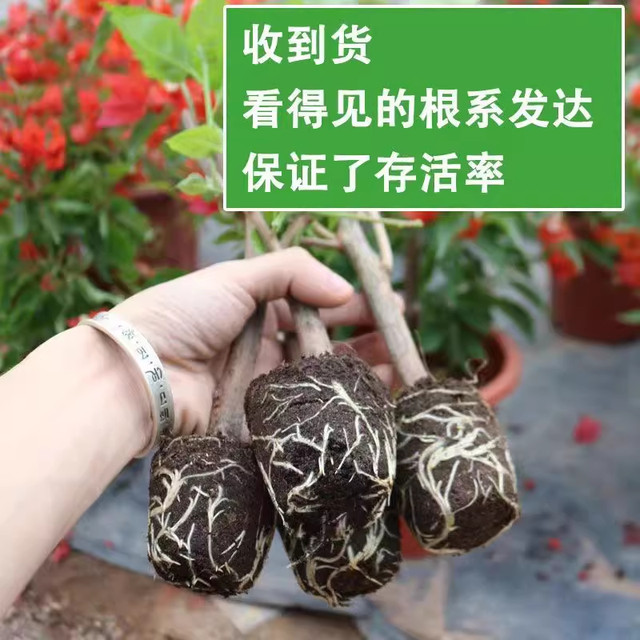 Double bougainvillea potted plants, large seedlings, old piles of flowers, indoor and outdoor climbing plants, red plum flowers bloom in all seasons and are easy to maintain.