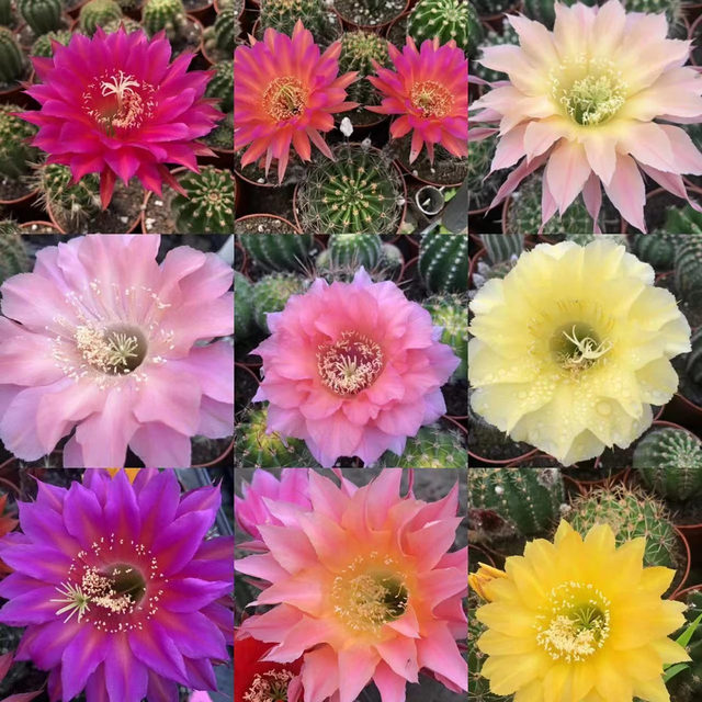 
Big flowers, colorful grass, flowering, cactus, succulent plants, indoor and outdoor balcony, flowers and green plants are easy to feed potted plants