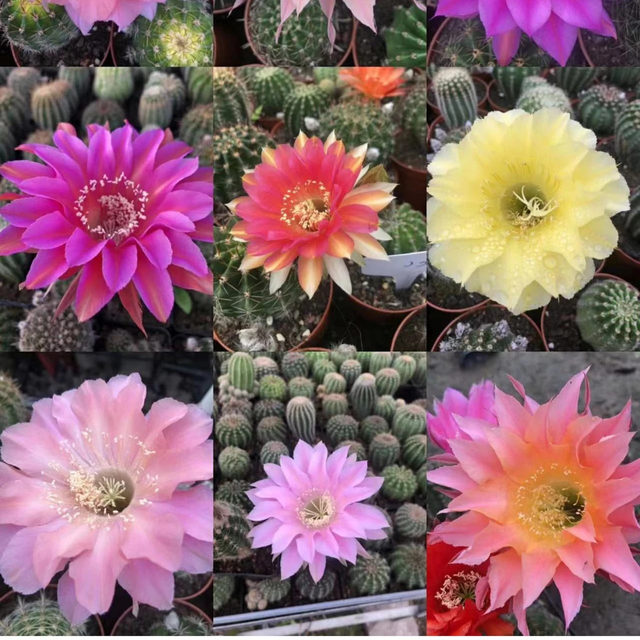 
Big flowers, colorful grass, flowering, cactus, succulent plants, indoor and outdoor balcony, flowers and green plants are easy to feed potted plants