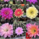 
Big flowers, colorful grass, flowering, cactus, succulent plants, indoor and outdoor balcony, flowers and green plants are easy to feed potted plants