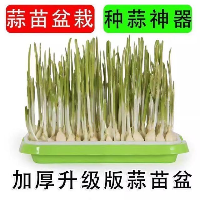 Hydroponic vegetable sprouts, bean sprouts, sprout tray, sprout tray, shelf, balcony vegetable planting tray, gardening supplies