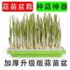 Hydroponic vegetable sprouts, bean sprouts, sprout tray, sprout tray, shelf, balcony vegetable planting tray, gardening supplies