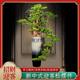 
Large floor-standing vase welcoming pine bonsai ornaments hotel lobby decorations large root carving plant bonsai potted plants