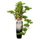 
Large floor-standing vase welcoming pine bonsai ornaments hotel lobby decorations large root carving plant bonsai potted plants