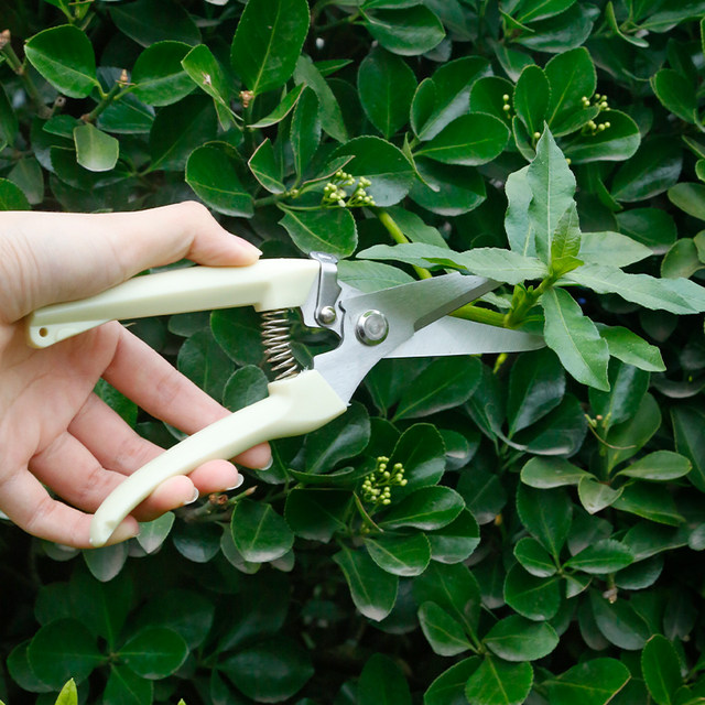Gardening shears, pruning shears, flower shears, garden scissors, floral shears, branches, fruit tree scissors, branch shears, flower shears.