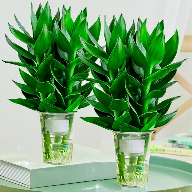 Hydroponic Guanyin Bamboo Rich Bamboo Indoor Potted Plants Flowers Green Plants Living Room Four Seasons Evergreen Potted Plants Purify the Air