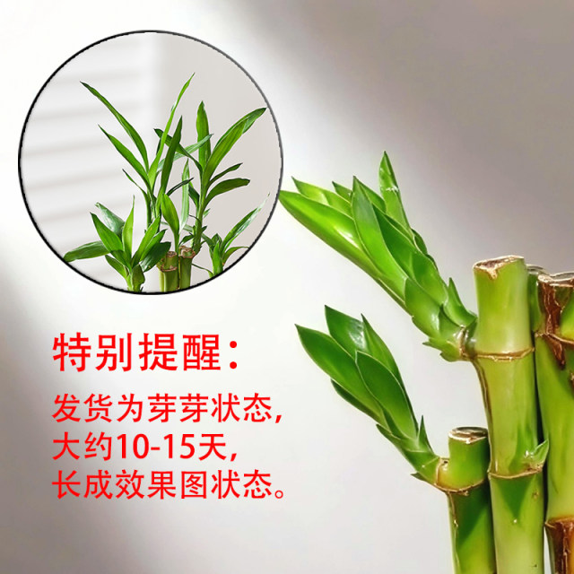 Lucky Bamboo Feng Shui Plant Living Room Wenchang Bamboo Potted Plant Chinese Bonsai Transfer Bamboo Guanyin Bamboo Indoor Green Plant