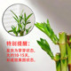 Lucky Bamboo Feng Shui Plant Living Room Wenchang Bamboo Potted Plant Chinese Bonsai Transfer Bamboo Guanyin Bamboo Indoor Green Plant