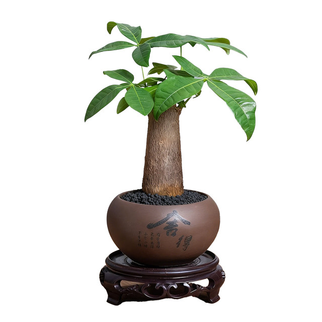 
Money tree indoor easy maintenance lazy desktop antique potted flowers and green plants foliage drought-resistant new