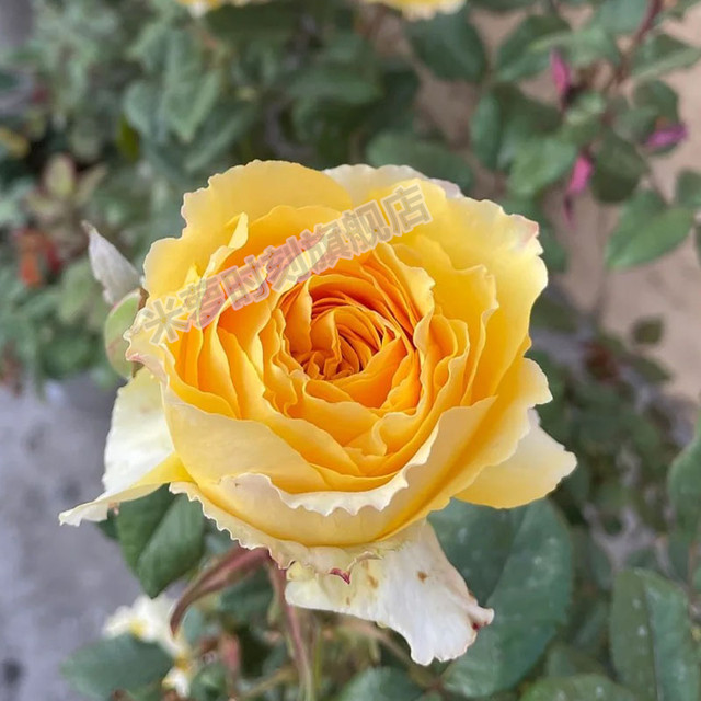 
Sunny smile rose flower seedlings large flower multi-season potted balcony rose cut flower courtyard flower diligent rose plant