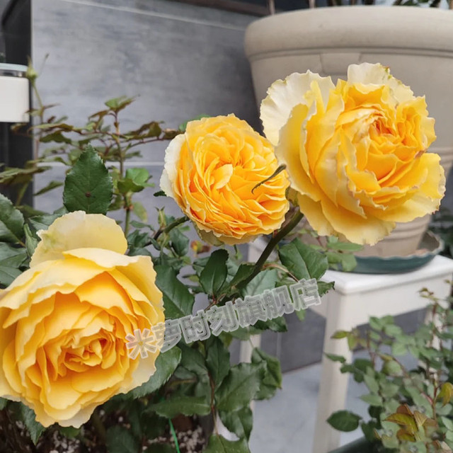 
Sunny smile rose flower seedlings large flower multi-season potted balcony rose cut flower courtyard flower diligent rose plant