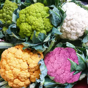 紫色花菜 新人首单立减十元 22年7月 淘宝海外