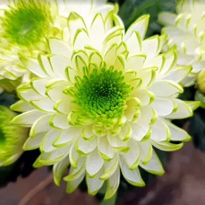 菊花品種 Top 0件菊花品種 22年12月更新 Taobao