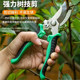 Branching, cutting knife, fruit tree scissors, house shear flowers picking fruits, cutting branches, scissors, greening grafting garden gardening scissors
