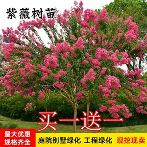 紫薇苗木 新人首單立減十元 22年10月 淘寶海外