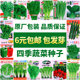 Four seasons vegetable seeds collection Home vegetable garden Green vegetables Radish cabbage summer and autumn heat-resistant fruits and vegetables seeds and so on
