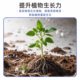 Plant regeneration agent resurrection liquid flower green plant potted plant general light rod yellowing money tree succulent growth nutrient solution