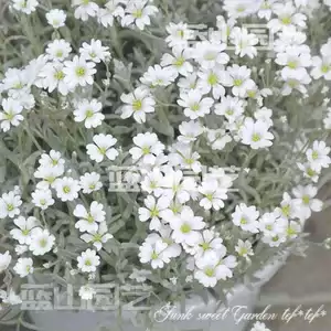 夏雪草 Top 65件夏雪草 23年2月更新 Taobao 夏雪草 Top 65件夏雪草 23年2月更新 Taobao