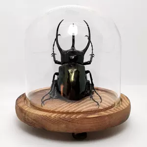 甲虫标本制作 新人首单立减十元 22年7月 淘宝海外