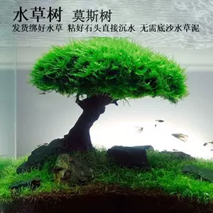 爬地矮珍珠水草 新人首单立减十元 22年9月 淘宝海外 爬地矮珍珠水草 新人首单立减十元 22年9月 淘宝海外