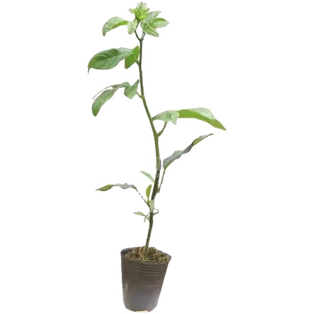 Pure Sweet Qinmi No. 9 Golden Passion Fruit Seedlings Four Seasons Four Seasons Grapping Potted Potted Potted Pot in the Garden of the Miao Balcony Tower