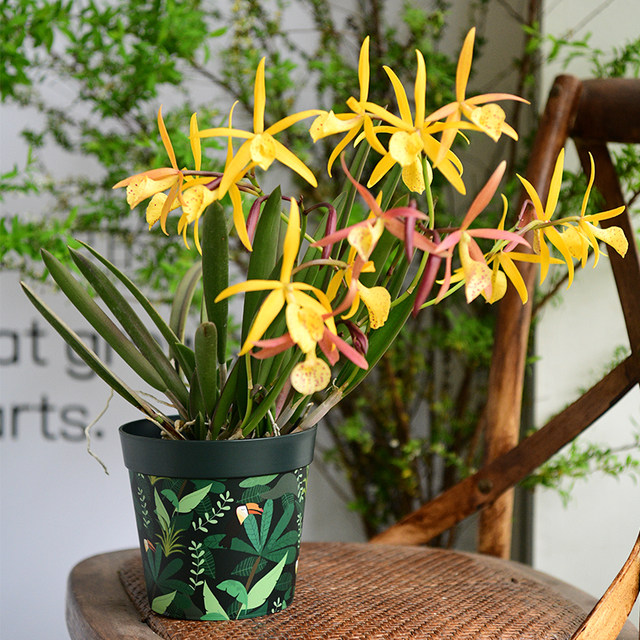 Huaxin Jungle Basin Creative Flower Pot Orchid Basin Thickening Durable Hotchyl Polying Basin Inside Home Home Decoration Beauty
