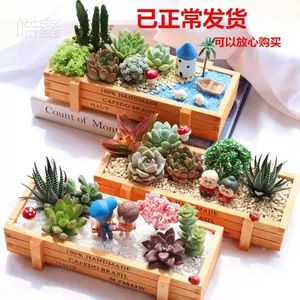 无土多肉 新人首单立减十元 22年4月 淘宝海外