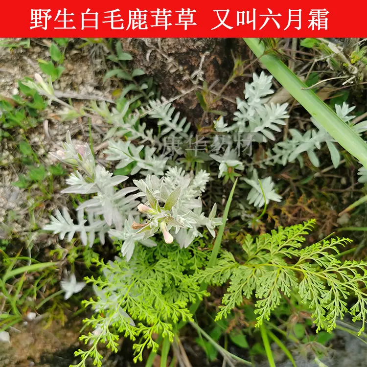 白毛鹿茸草又叫六月霜千年霜白头翁野生草药干品 白毛鹿茸草又叫六月霜千年霜白头翁野生草药干品